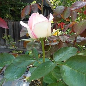 Meet your Posher, Tami